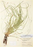 藏品(阿辛尼波薹)的圖片